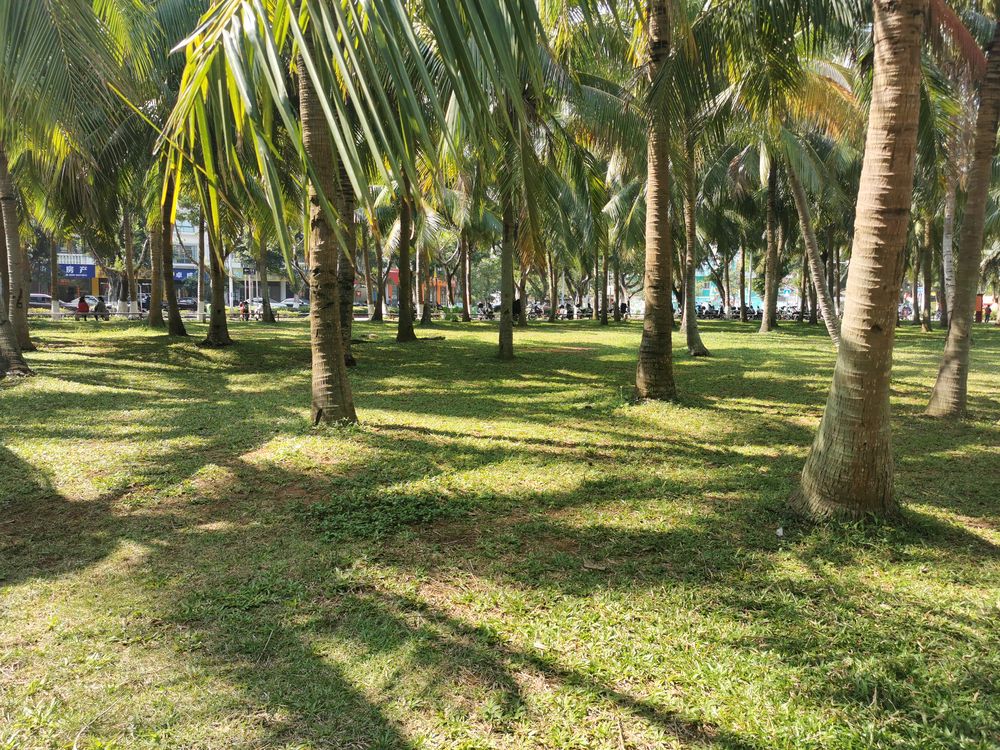 椰林 张峰摄.jpg