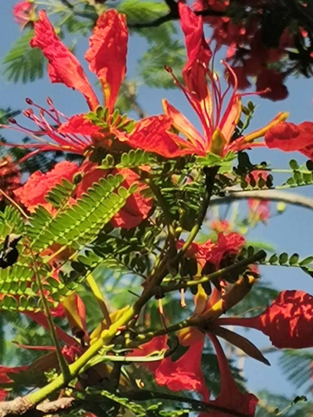 IMG_20200530_072851.jpg