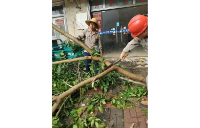 门前那棵树—海渔集团抗台纪实
