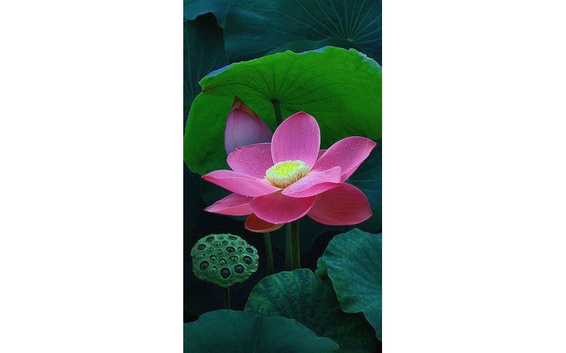 《莫彷徨》诗10首 作者：张峰