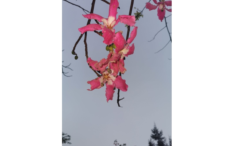 《孤雁》诗10首  作者：张峰