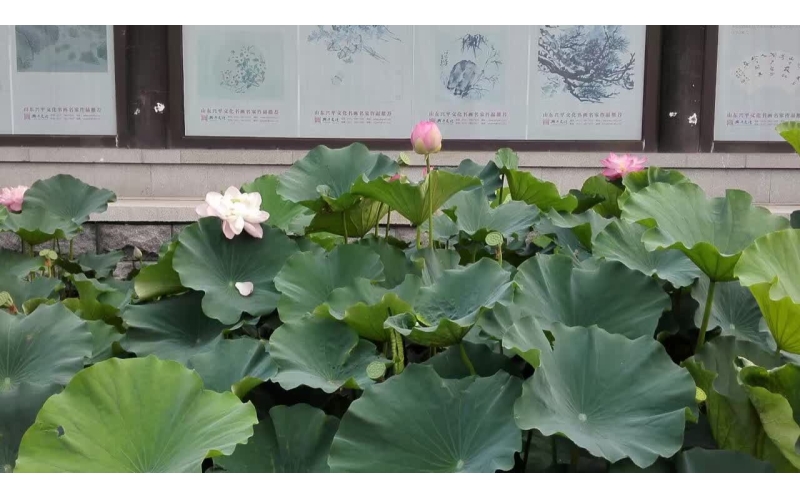 《悟道》  诗10首  作者：张峰