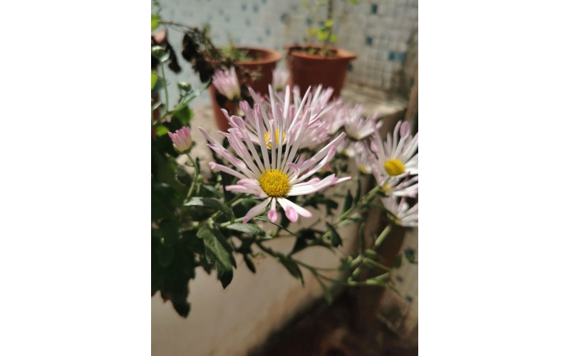 《麦花香》诗10首 作者：张峰
