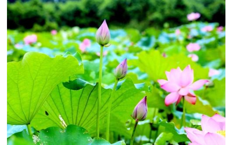 荷塘晨韵（诗10首）作者：张峰