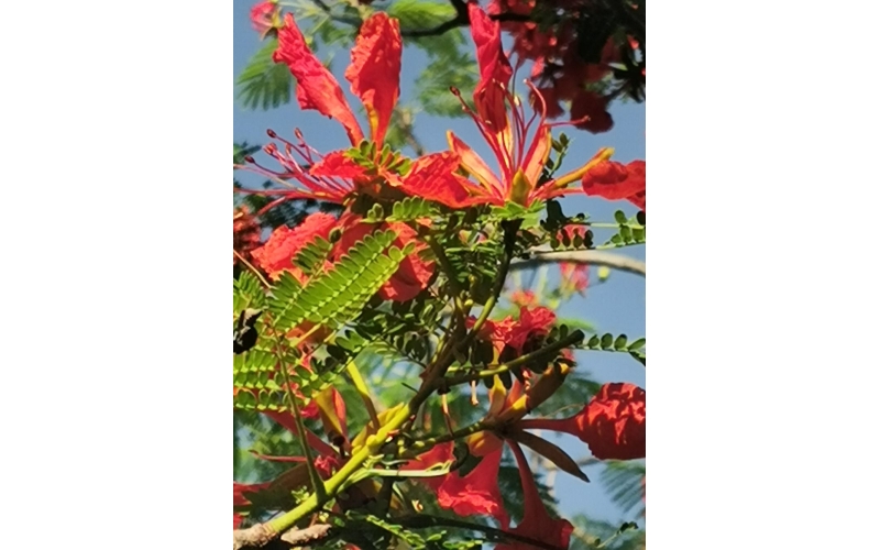 伤离别（诗五首）