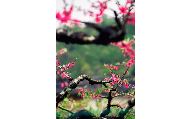 黄鹤去矣（诗一组）作者：张峰