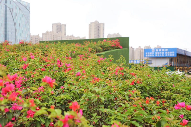 覆土种植三角梅.jpg